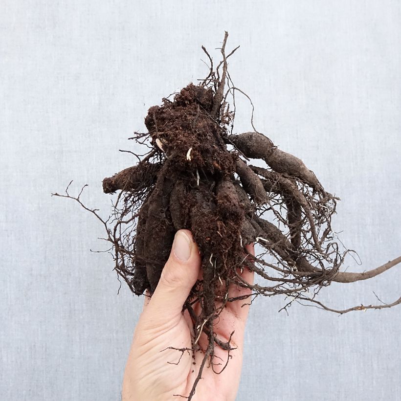 Peonia erbacea Buckeye Belle Cespo 3/5 occhi esemplare consegnato in inverno