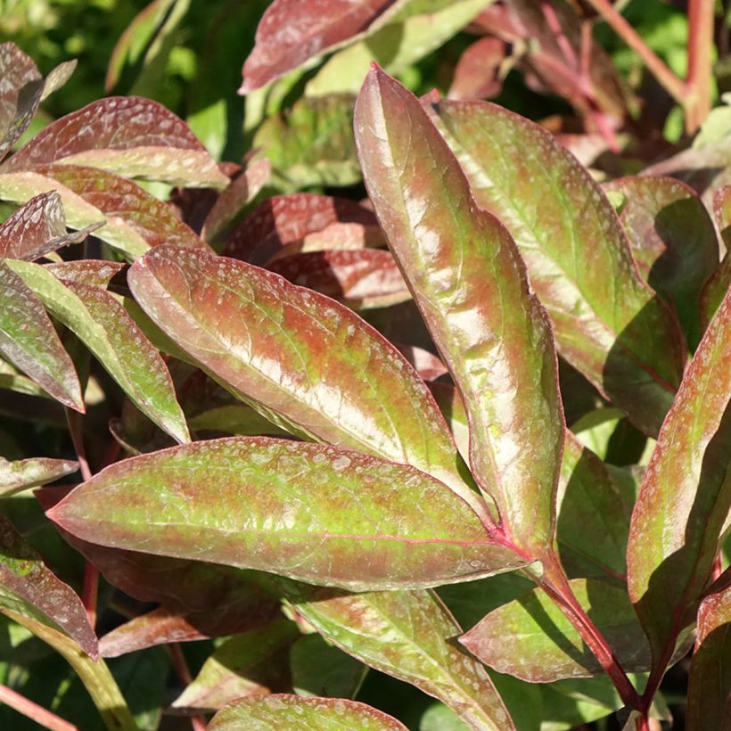 Peonia erbacea Carl G. Klehm (Fogliame)