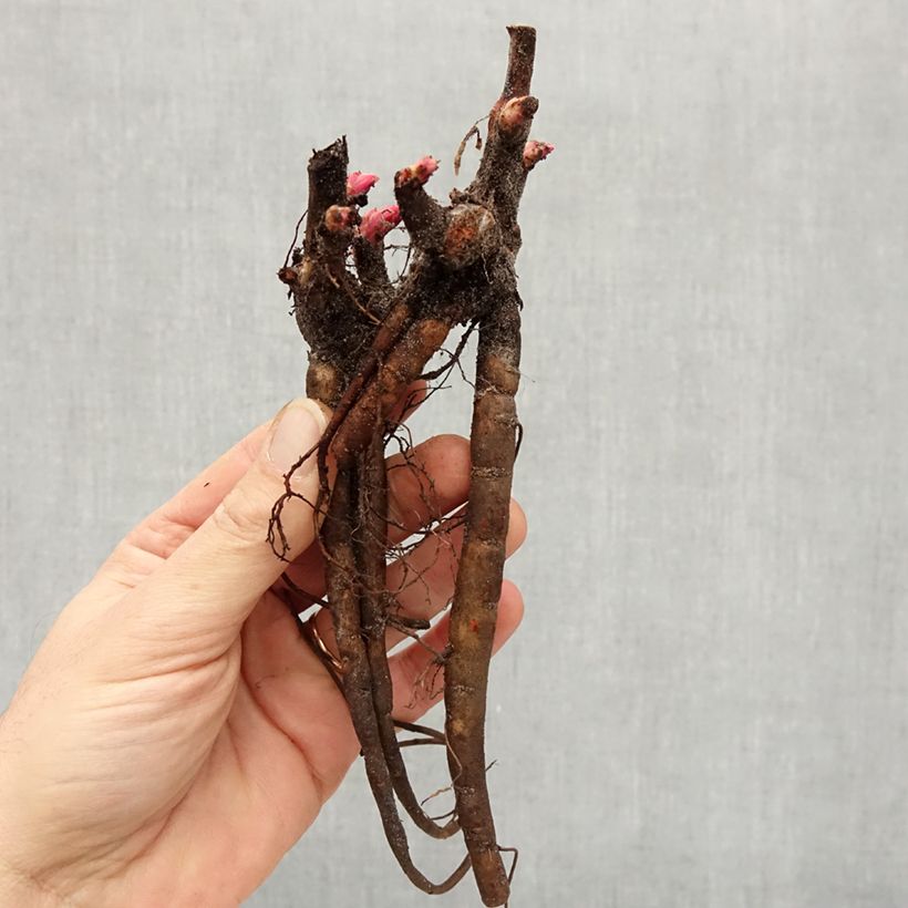 Peonia erbacea Carl G. Klehm Cespo 3/5 occhi esemplare consegnato in inverno