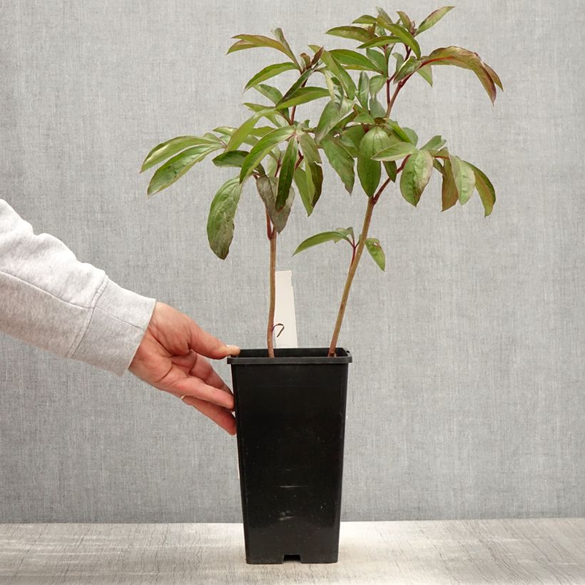 Example of Peonia erbacea Cheddar Cheese Vaso da 3L/4L as you get in printemps