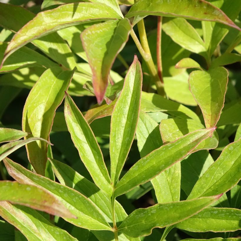 Peonia erbacea Chiffon Parfait (Fogliame)