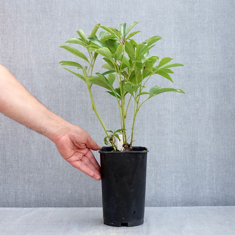 Peonia erbacea Chiffon Parfait Vaso da 3L/4L esemplare consegnato in primavera