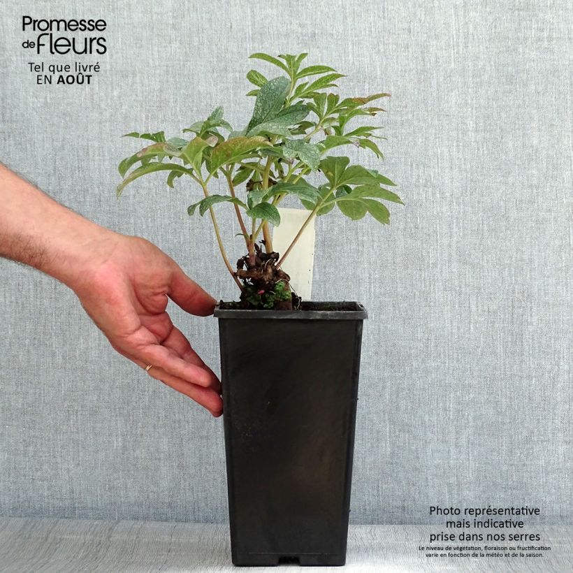 Esemplare di Peonia erbacea Coral Charm Vaso da 3L/4L consegnato in estate