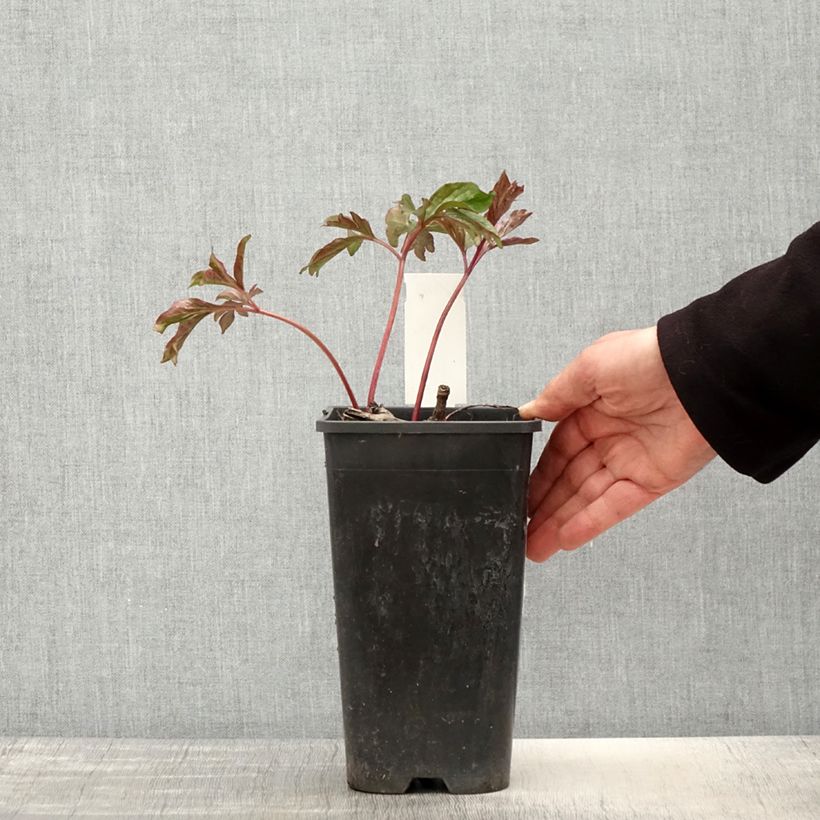 Example of Peonia erbacea Coral Charm Vaso da 3L/4L as you get in printemps