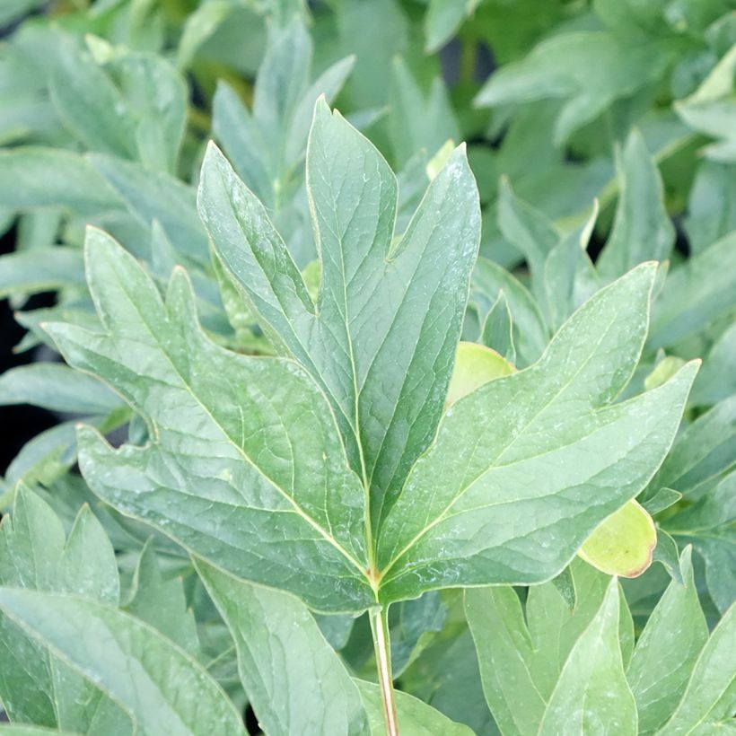 Peonia erbacea Cytherea (Foliage)
