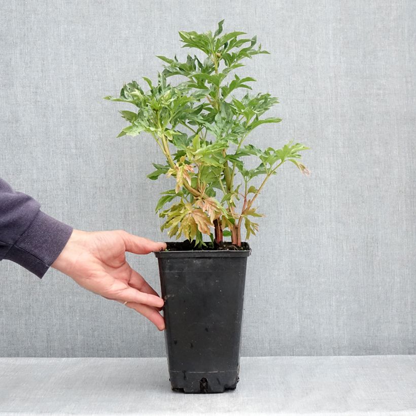 Example of Peonia erbacea Cytherea Vaso da 3L/4L as you get in printemps