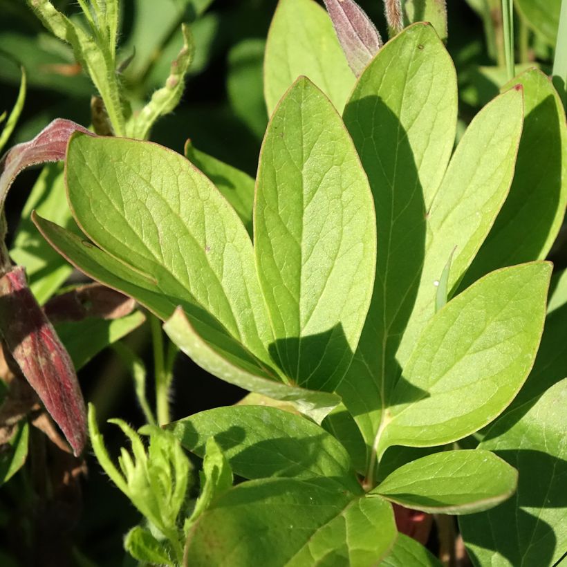 Peonia erbacea Diana Parks (Fogliame)