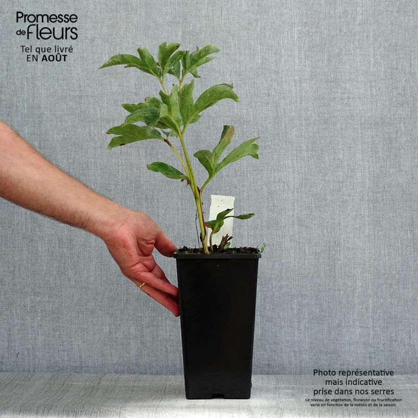 Esemplare di Peonia erbacea Duchesse de Nemours Vaso da 3L/4L consegnato in estate