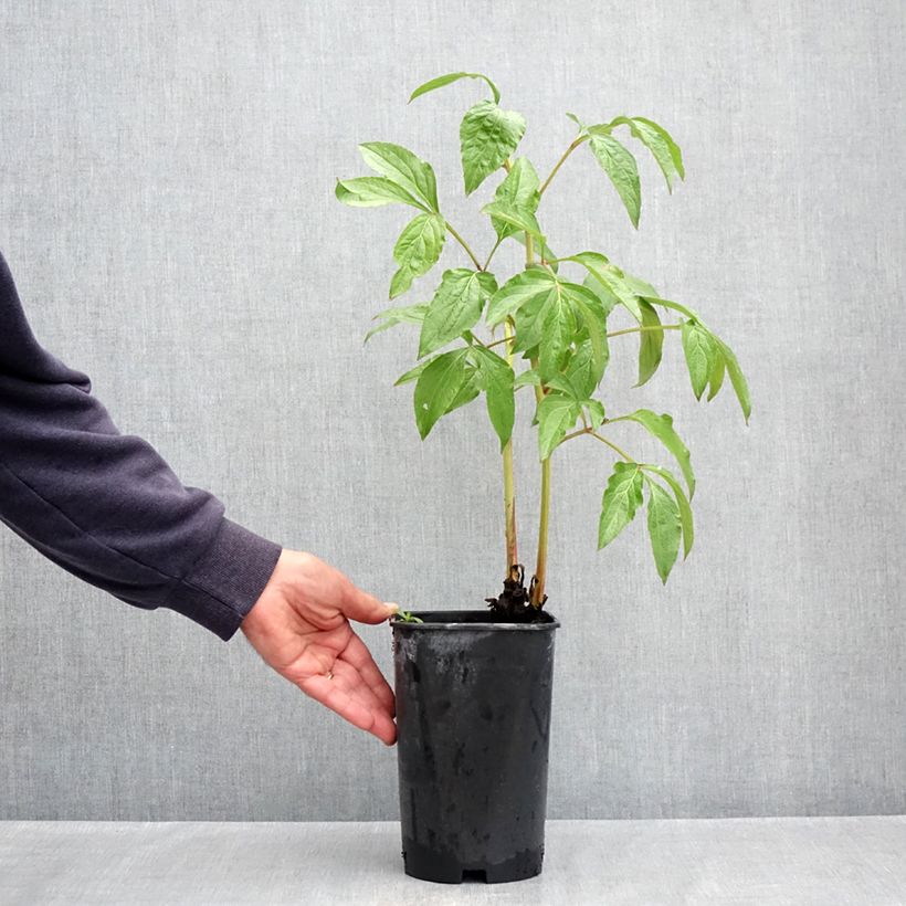 Peonia erbacea Dynasty Vaso da 4L/5L esemplare consegnato in primavera