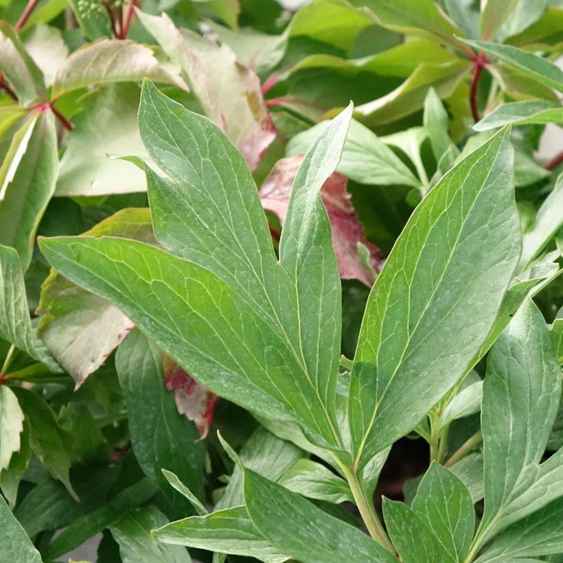 Peonia erbacea Early flamingo (Fogliame)