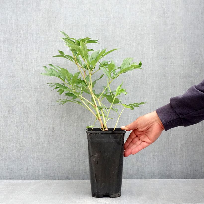 Peonia erbacea Early flamingo Vaso da 4L/5L esemplare consegnato in primavera