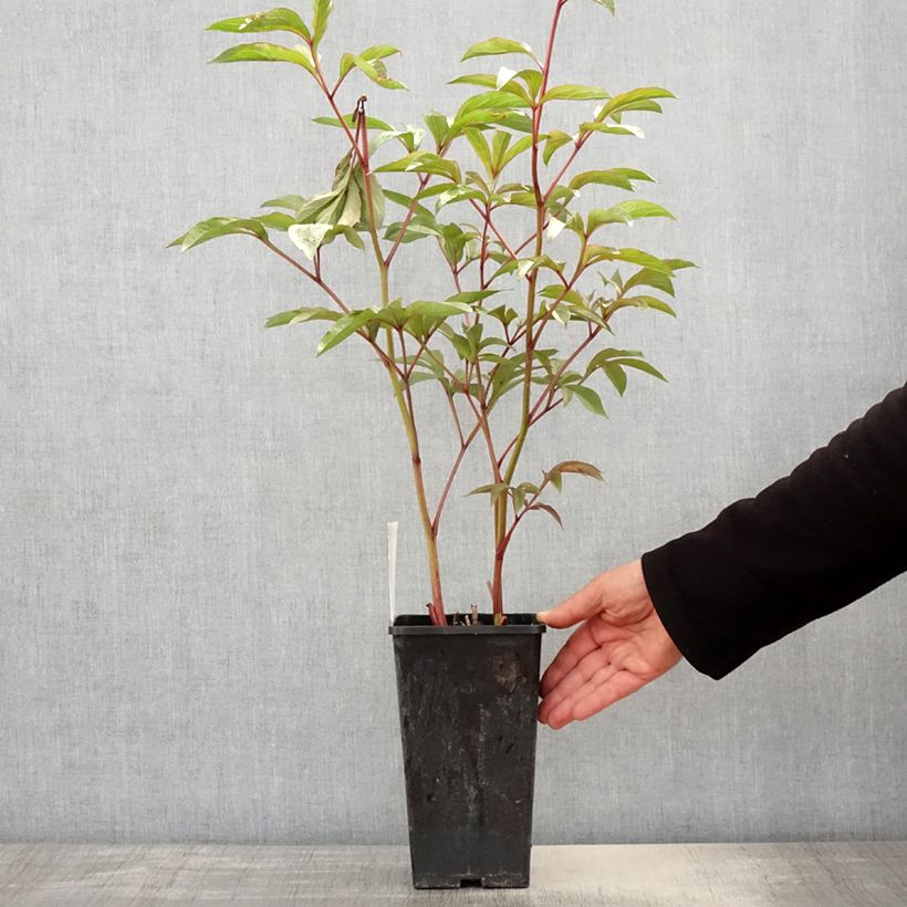 Peonia erbacea Edulis Superba Vaso da 3L/4L esemplare consegnato in primavera