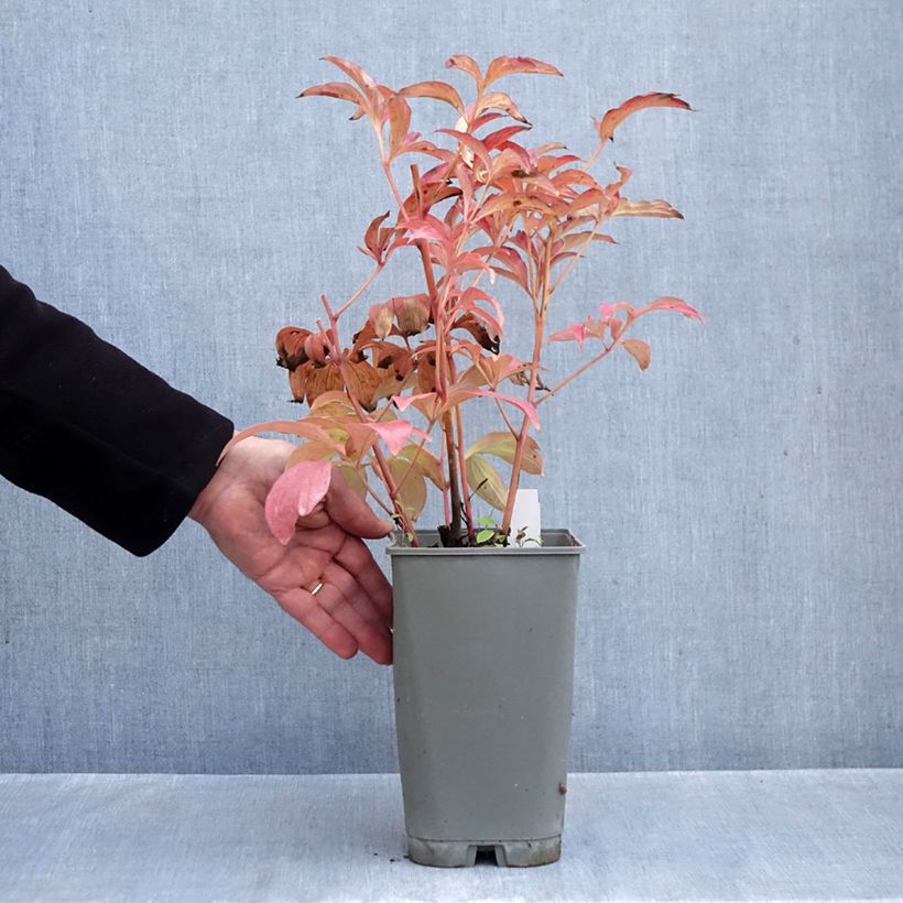 Esemplare di Peonia erbacea Fantastic Vaso da 3L/4L come consegnato in autunno