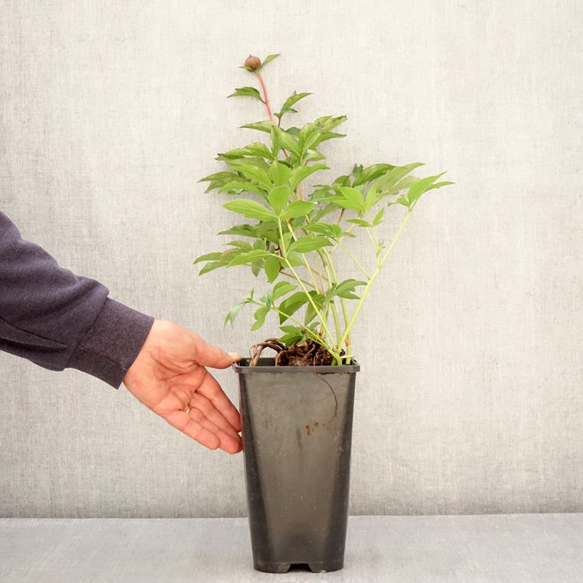 Peonia erbacea Fantastic Vaso da 3L/4L esemplare consegnato in primavera