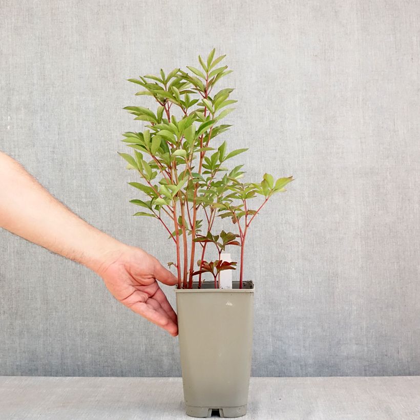 Peonia erbacea Félix Crousse Vaso da 3L/4L esemplare consegnato in primavera