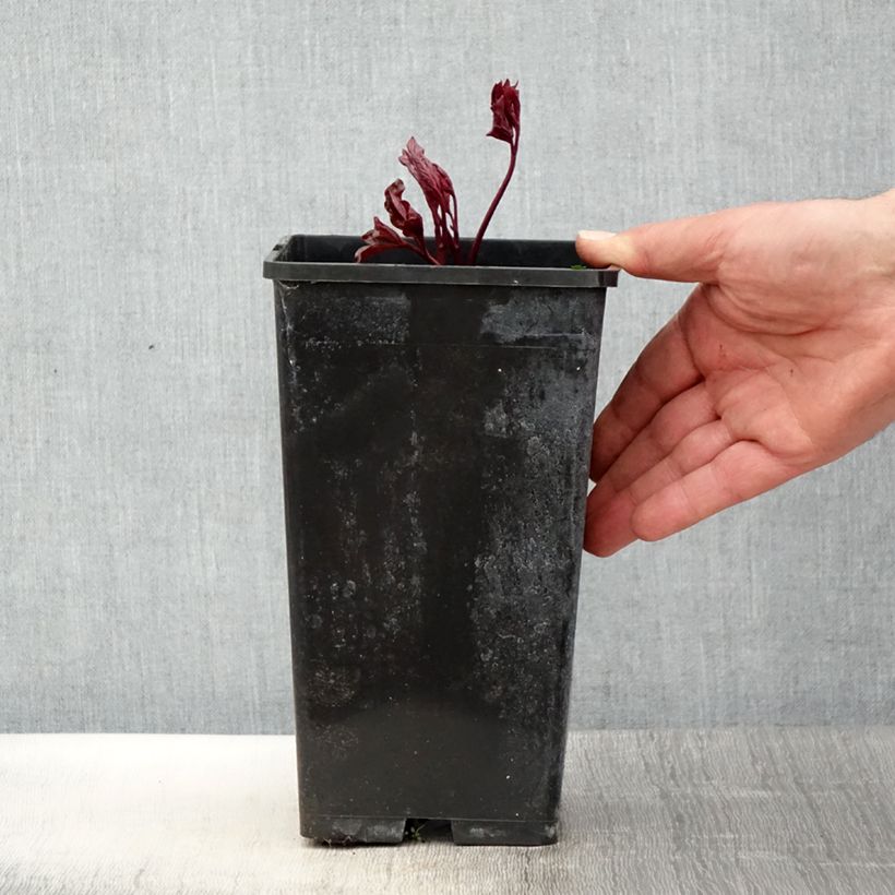 Example of Peonia erbacea Festiva Maxima Vaso da 3L/4L as you get in printemps