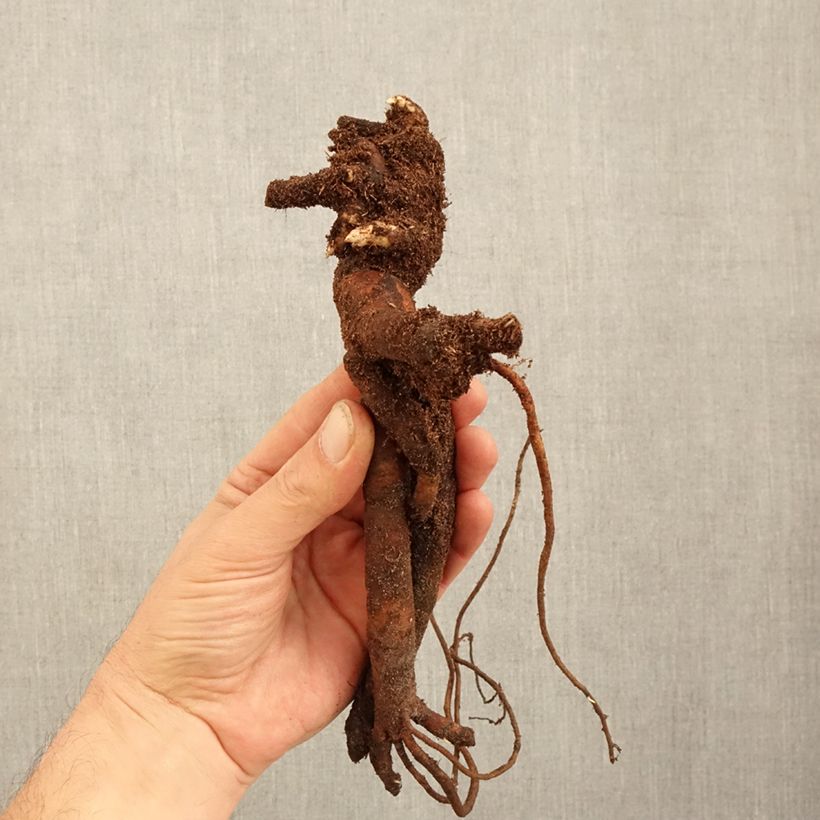 Example of Peonia erbacea Festiva Maxima Cespo 3/5 occhi as you get in hiver