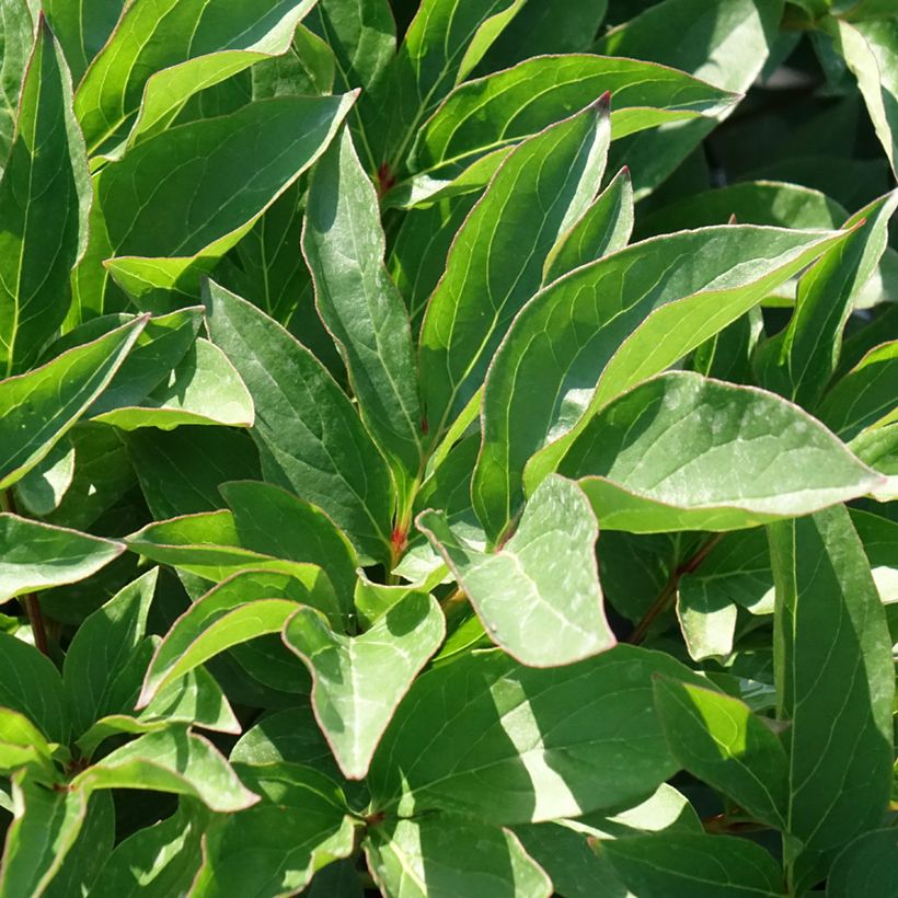 Peonia erbacea Fleur de Pêcher (Fogliame)