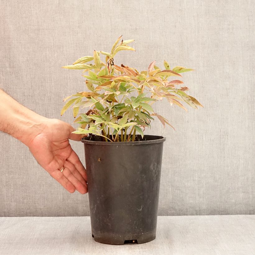 Esemplare di Peonia erbacea Fleur de Pêcher Vaso da 3L/4L consegnato in estate