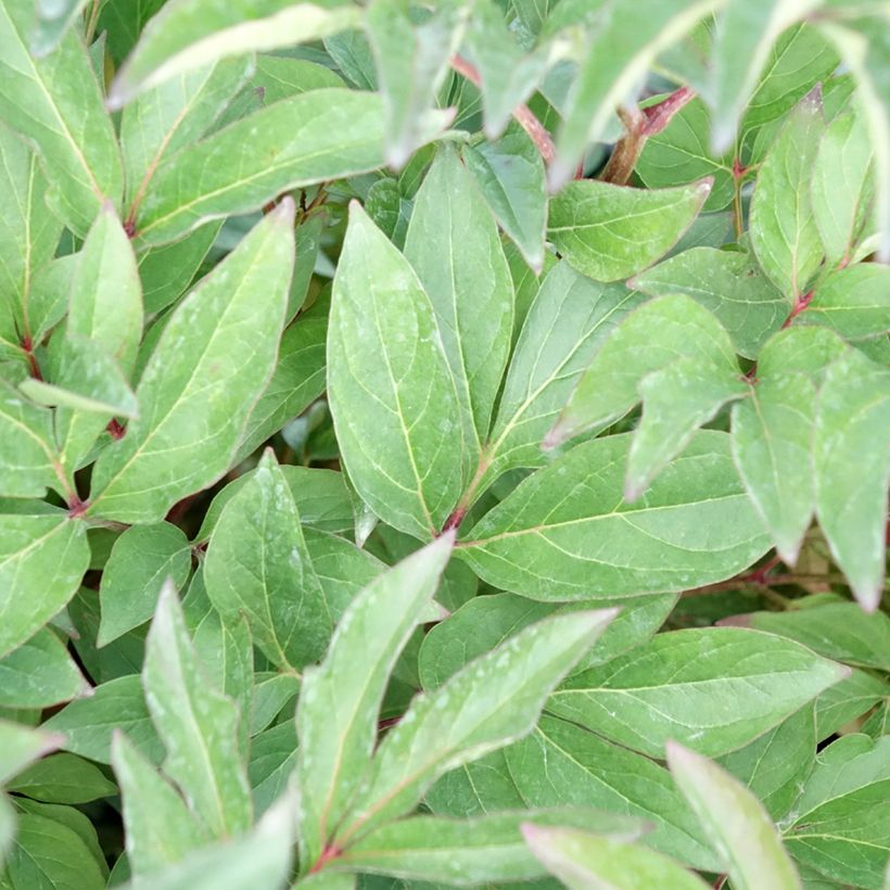 Peonia erbacea Françoise Ortegat (Fogliame)