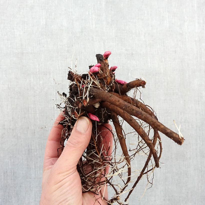 Peonia erbacea Françoise Ortegat Cespo 3/5 occhi esemplare consegnato in inverno