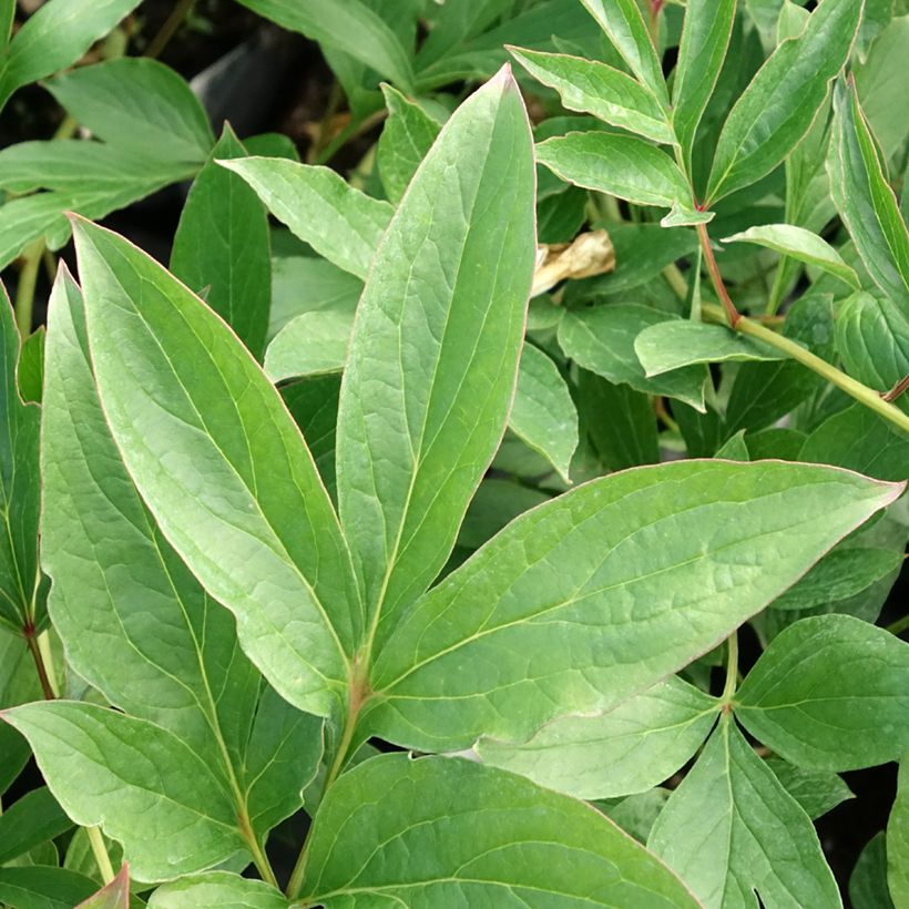 Peonia erbacea Fringed Ivory (Foliage)
