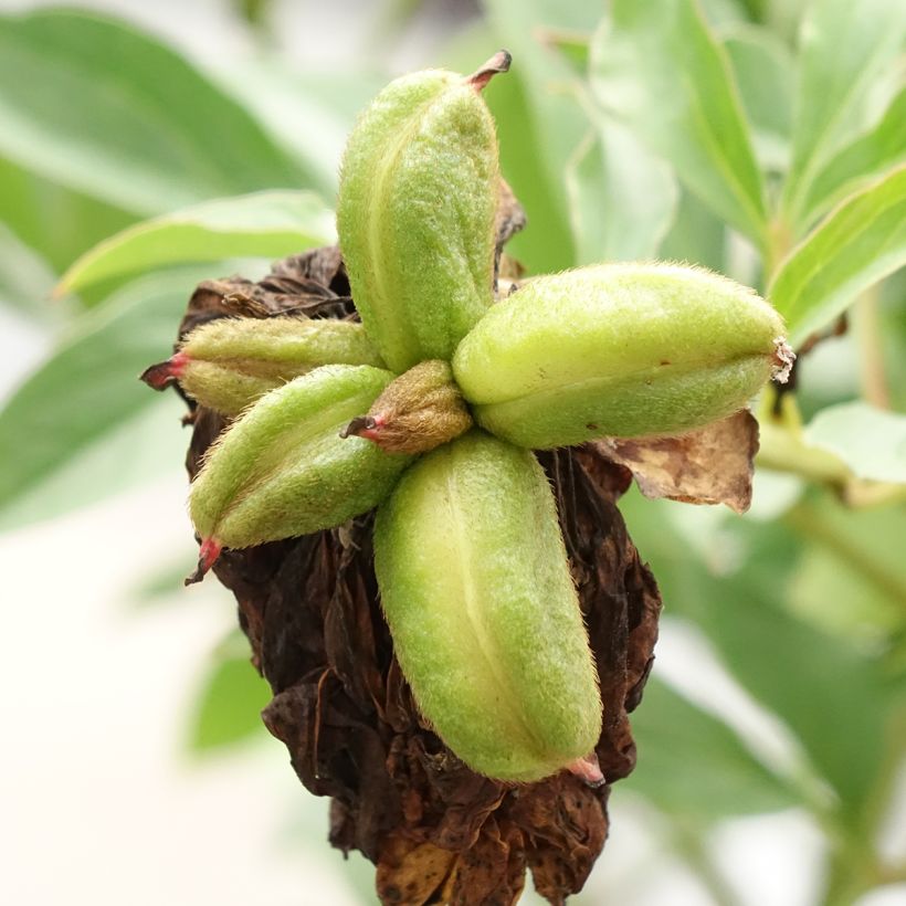 Peonia erbacea Fringed Ivory (Harvest)