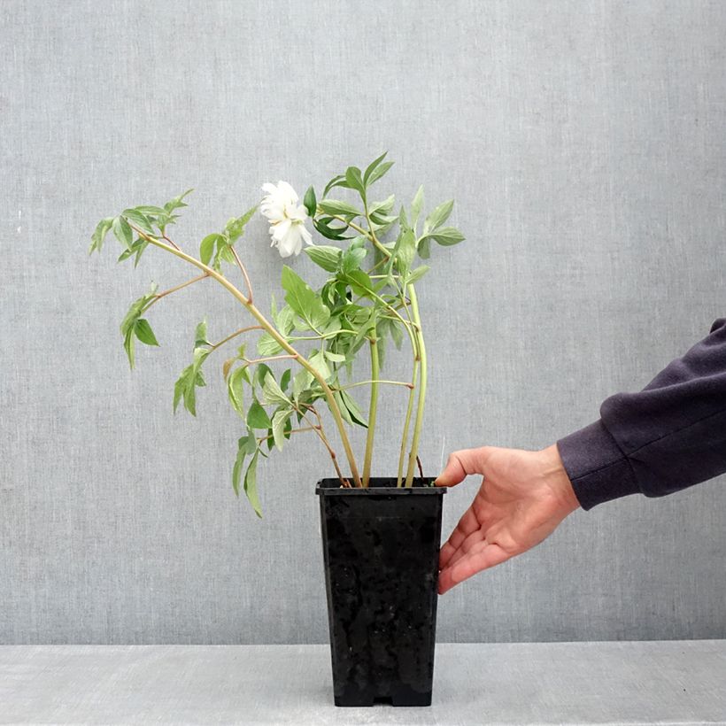 Example of Peonia erbacea Fringed Ivory Vaso da 4L/5L as you get in printemps