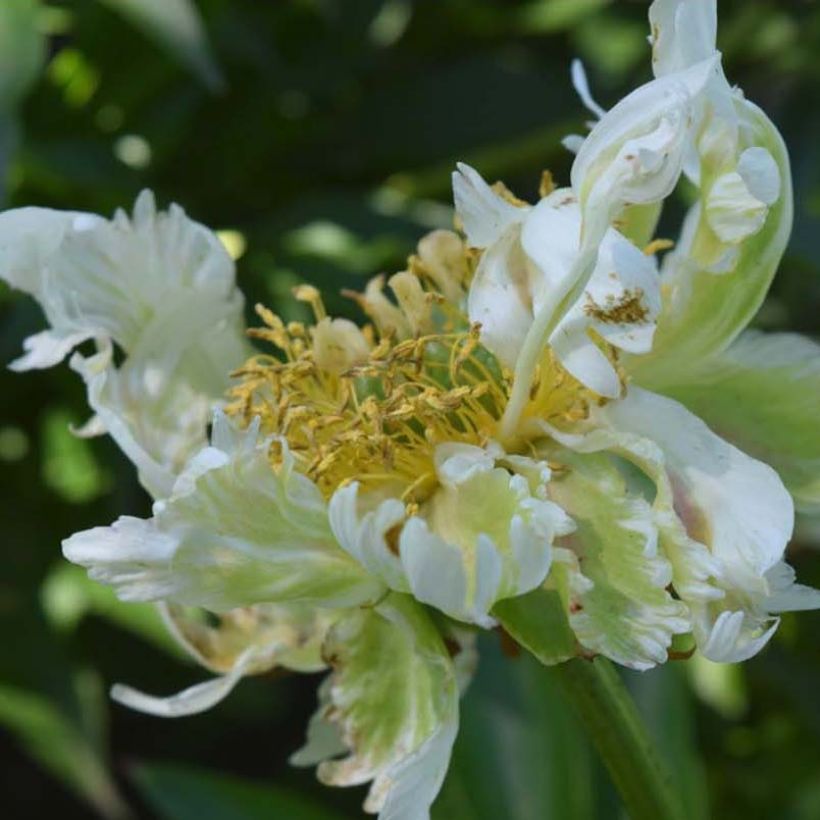 Peonia erbacea Green Halo (Flowering)