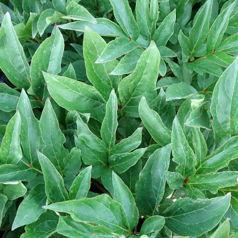 Peonia erbacea Green Halo (Foliage)