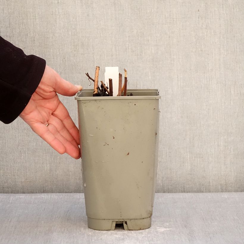 Example of Peonia erbacea Green Halo Vaso da 3L/4L as you get in hiver