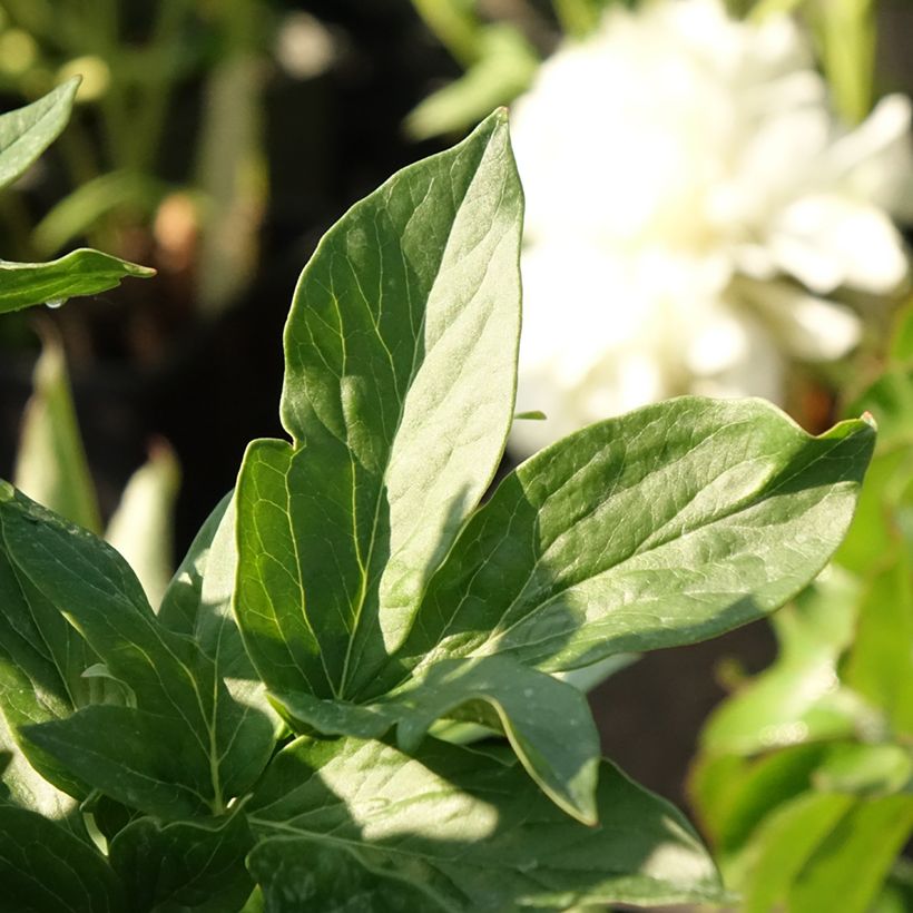Peonia erbacea Bockstoce (Foliage)