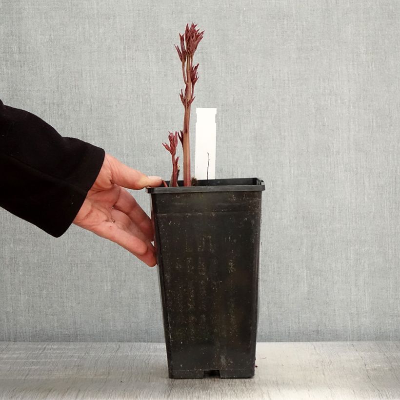 Peonia erbacea Immaculée Vaso da 3L/4L esemplare consegnato in primavera