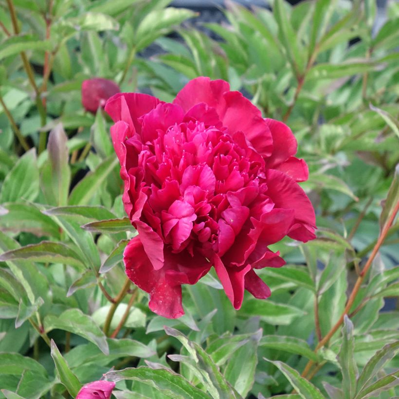 Peonia erbacea Inspecteur Lavergne (Fioritura)