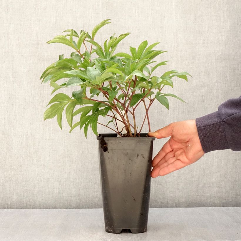 Peonia erbacea Inspecteur Lavergne Vaso da 3L/4L esemplare consegnato in primavera
