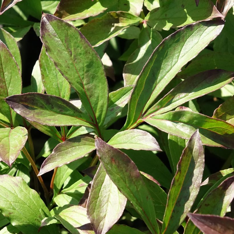 Peonia erbacea Jacorma (Fogliame)