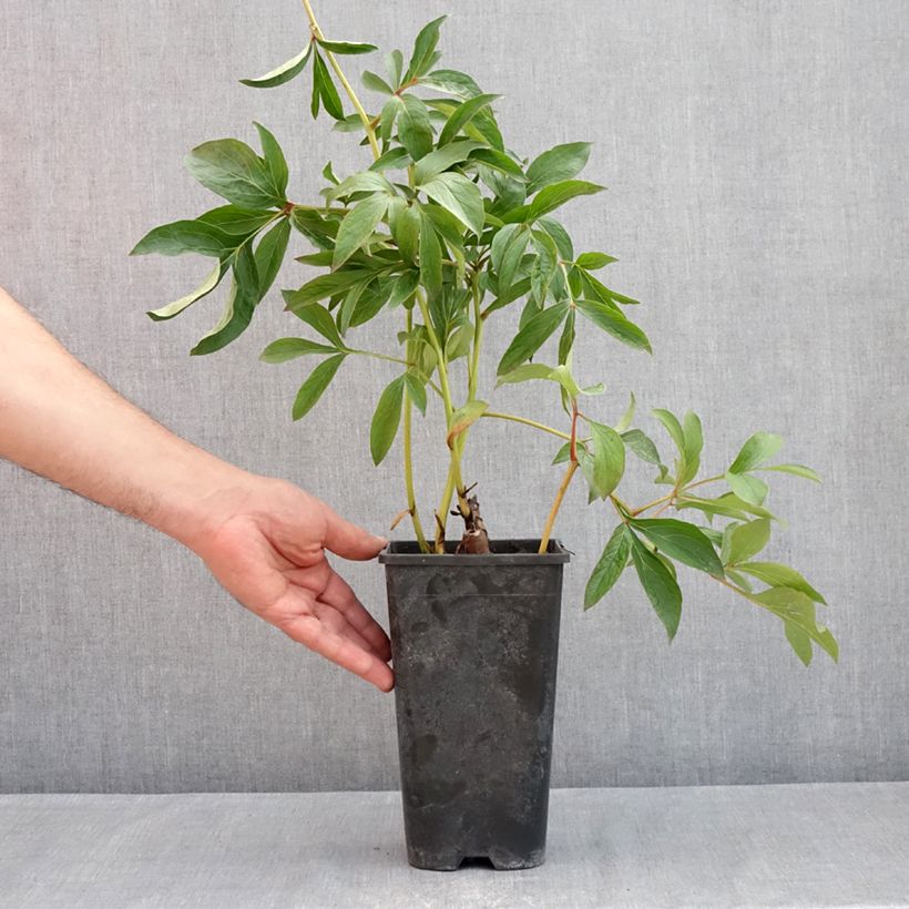 Peonia erbacea Jacorma Vaso da 3L/4L esemplare consegnato in primavera