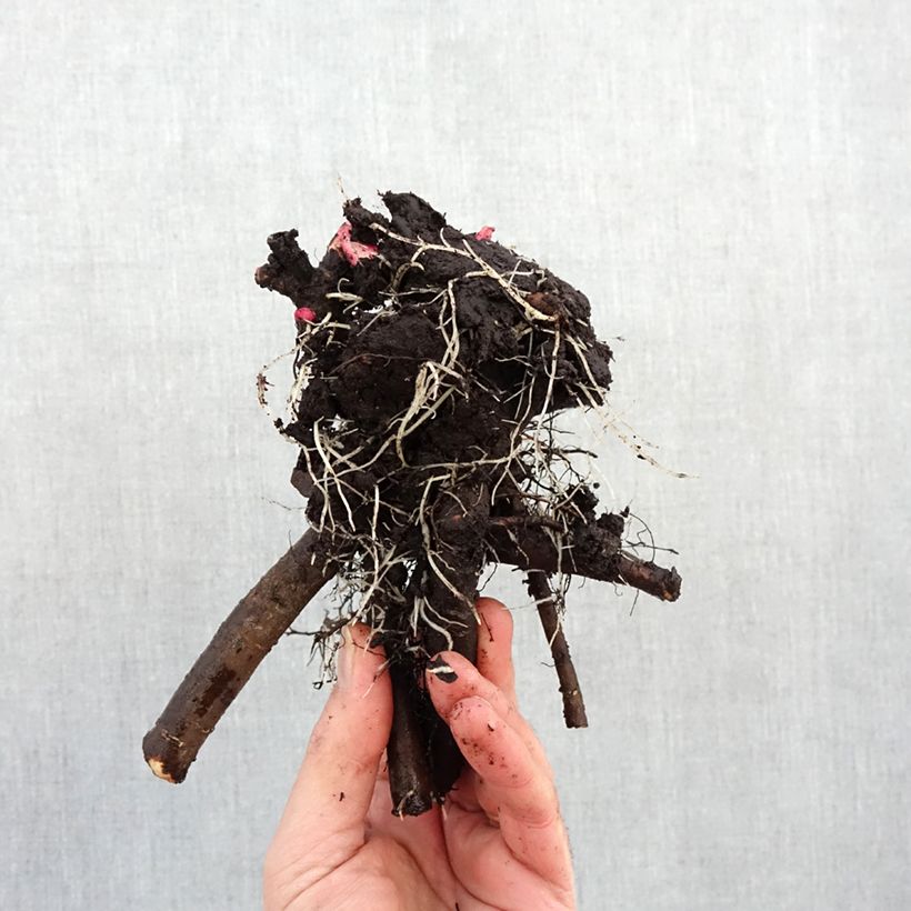 Peonia erbacea Jacorma Cespo 3/5 occhi esemplare consegnato in inverno