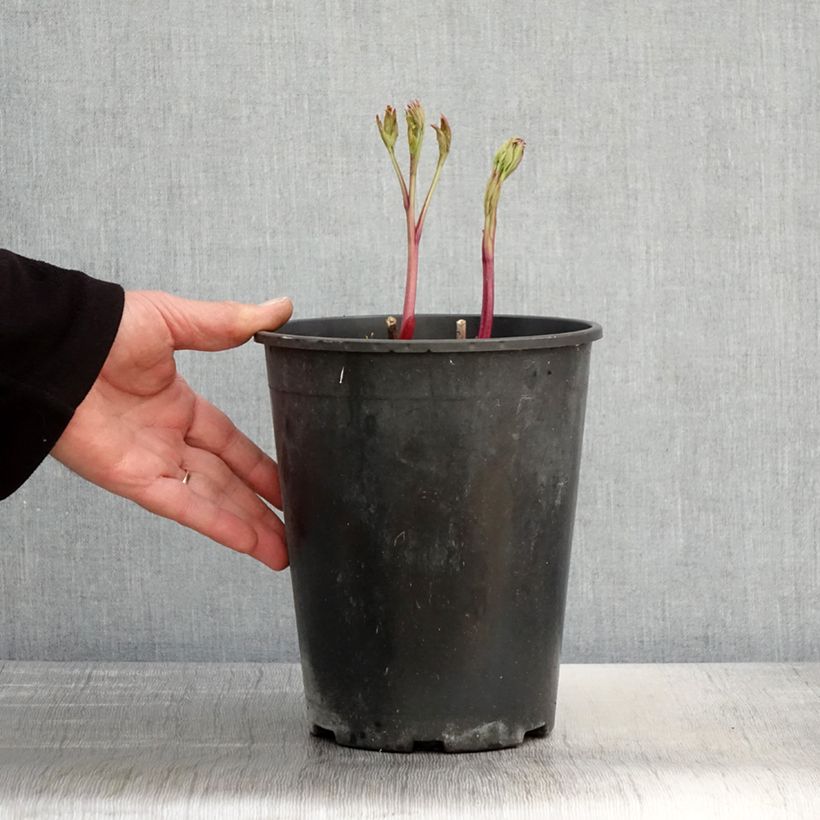 Example of Peonia erbacea Jan van Leeuwen Vaso da 3L/4L as you get in printemps