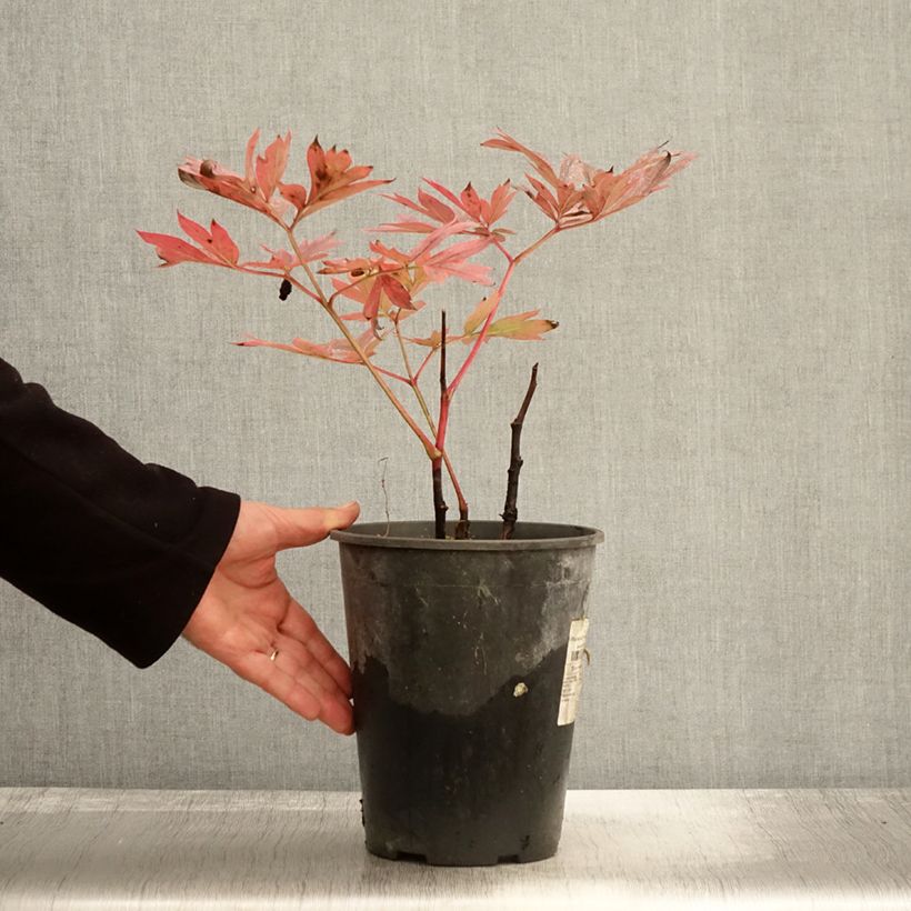 Esemplare di Pivoine lactiflora Kansas Pot de 3L/4L come consegnato in autunno