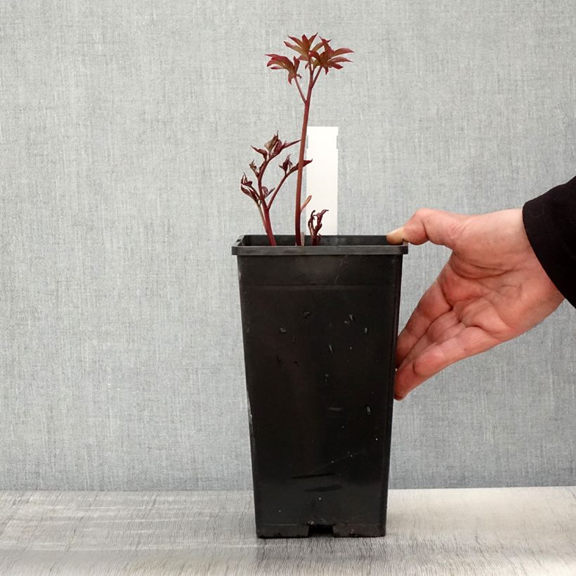 Example of Peonia erbacea Kansas Vaso da 3L/4L as you get in printemps