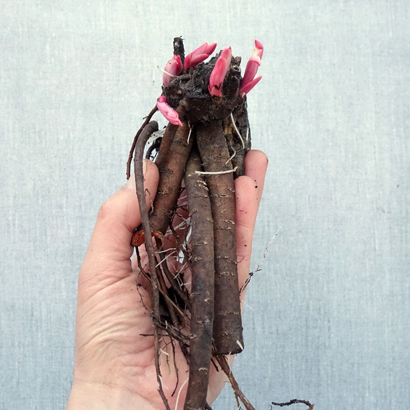 Peonia erbacea Katarina Fontaine Piante piccole a radice nuda esemplare consegnato in inverno