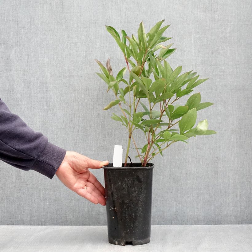 Peonia erbacea Lady Alexandra Duff Vaso da 3L/4L esemplare consegnato in primavera