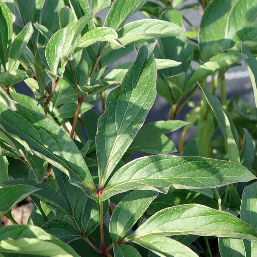 Peonia erbacea Lady Orchid (Foliage)