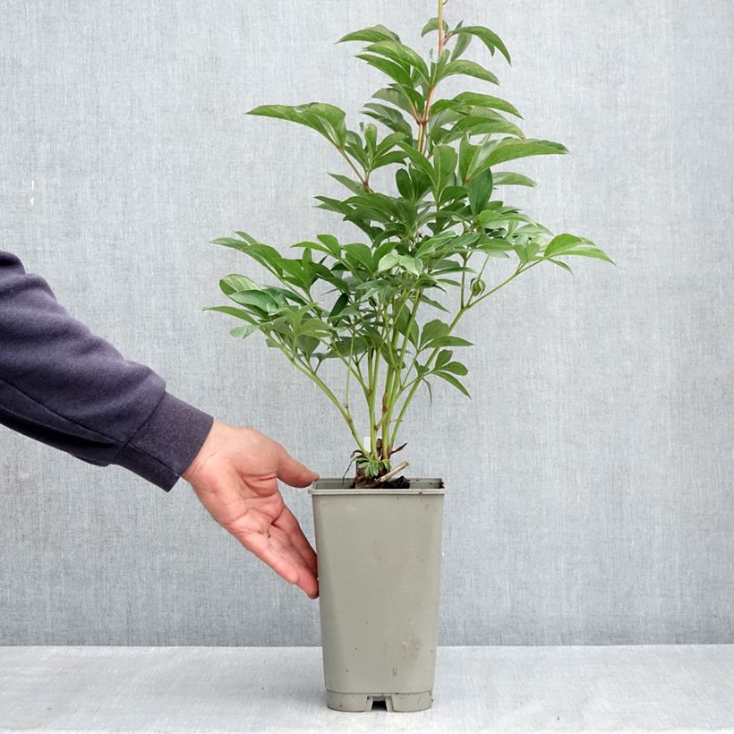 Example of Peonia erbacea Lady Orchid Vaso da 3L/4L as you get in printemps