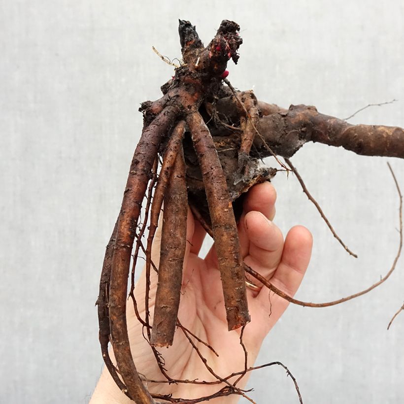 Example of Peonia erbacea Lady Orchid Cespo 3/5 occhi as you get in hiver