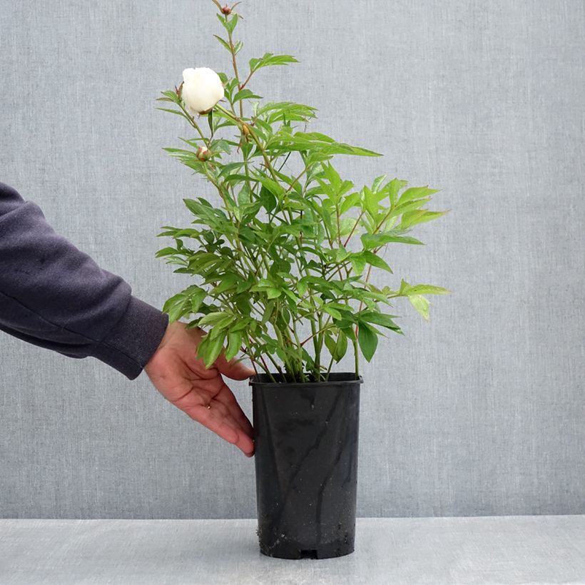 Example of Peonia erbacea Lancaster Imperial Vaso da 4L/5L as you get in printemps