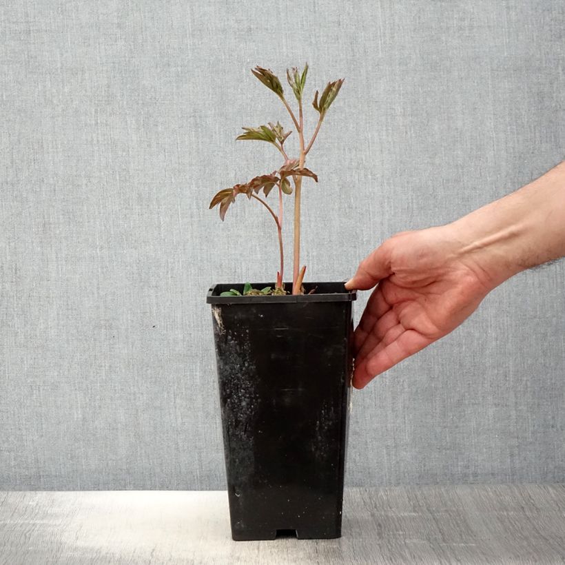 Peonia erbacea Laura Dessert Vaso da 3L/4L esemplare consegnato in primavera