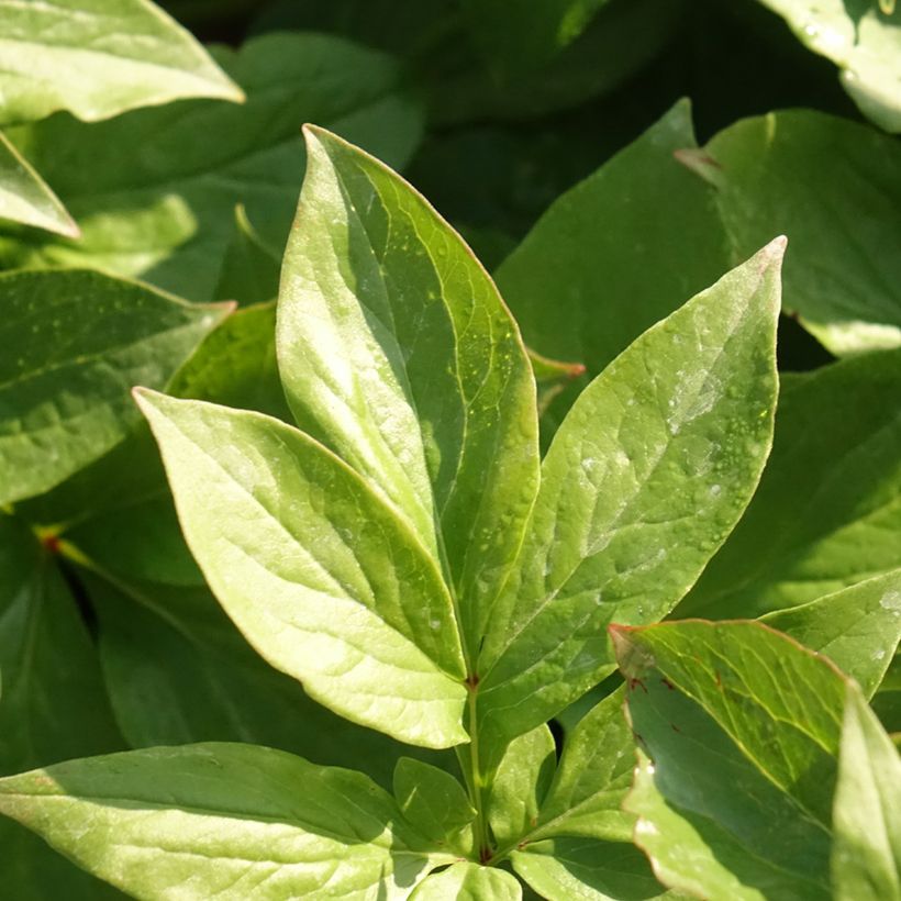 Peonia erbacea Lemon Chiffon (Fogliame)