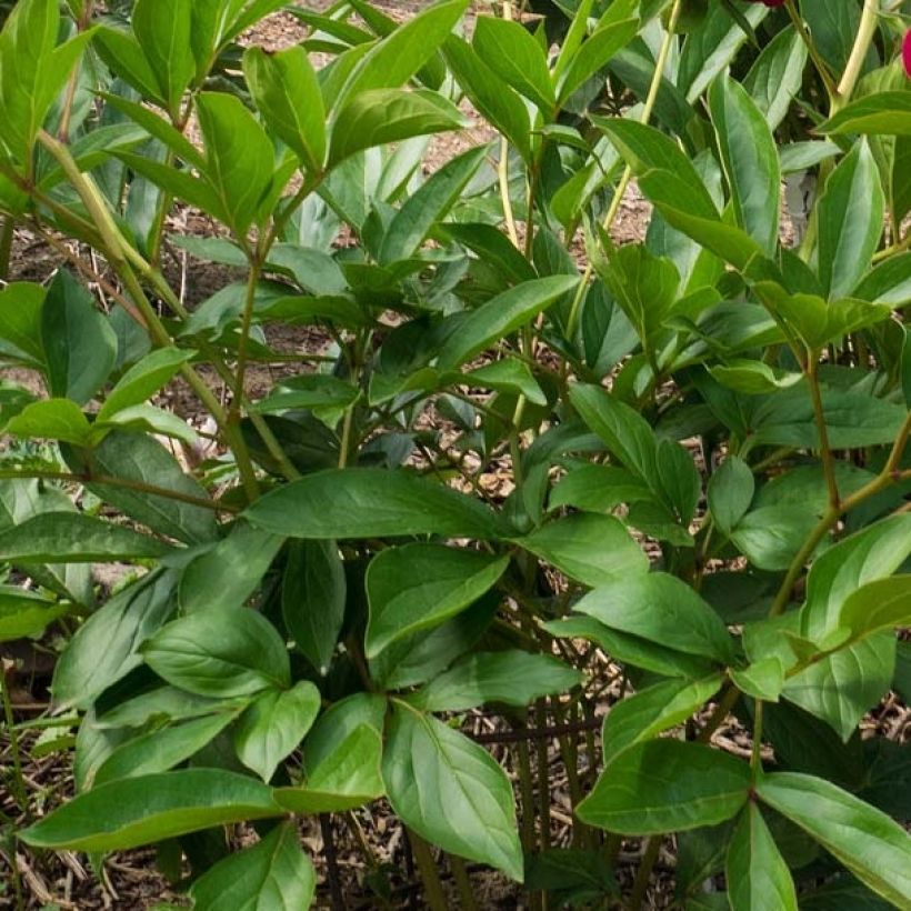 Peonia erbacea Paeonia (Foliage)